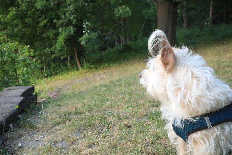 Vacation Dog Leash Scene