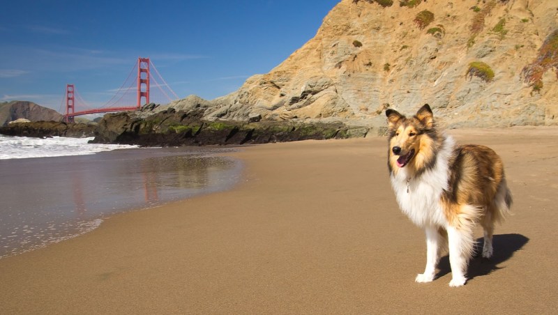 Vacation Ideas For Couples With Dogs