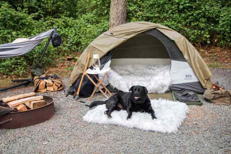 Vacations With Large Dogs