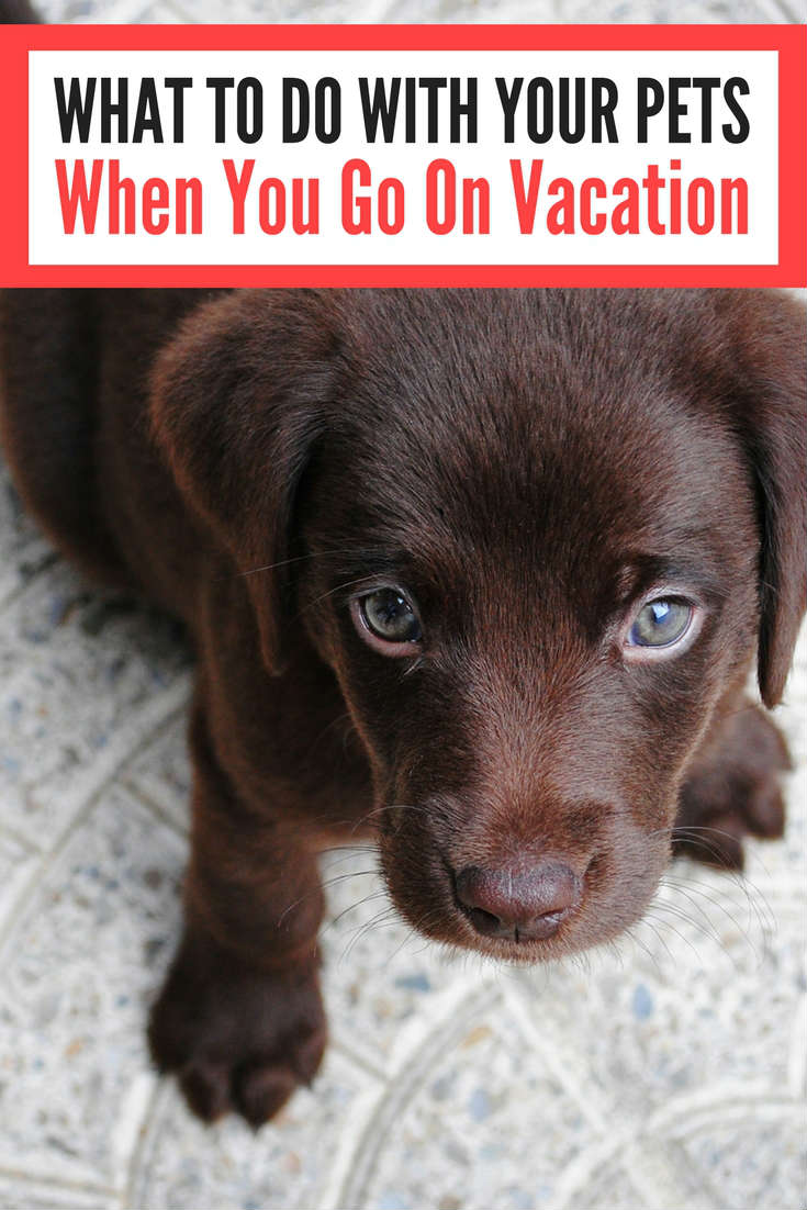 Vacations You Can Take With Your Dog