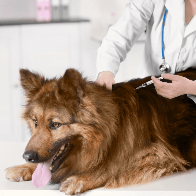 Where To Get Dog Vaccinations Near Me