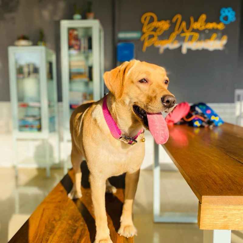 Best Dog Friendly Bars Near Me