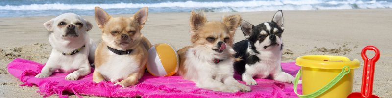 Best Dog Friendly Beach Resorts