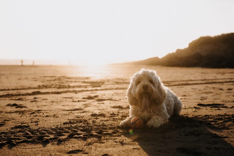 Best Dog Friendly Beaches Devon