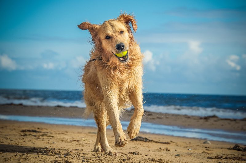 Best Dog Friendly Beaches Gulf Coast