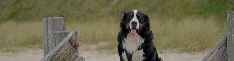 Best Dog Friendly Beaches Norfolk