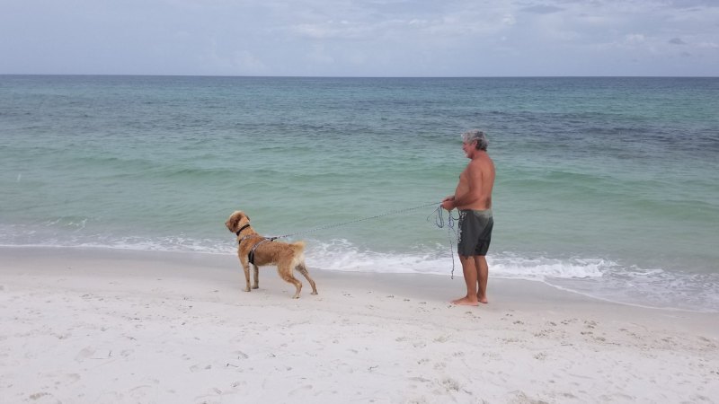 Best Dog Friendly Beaches On The East Coast