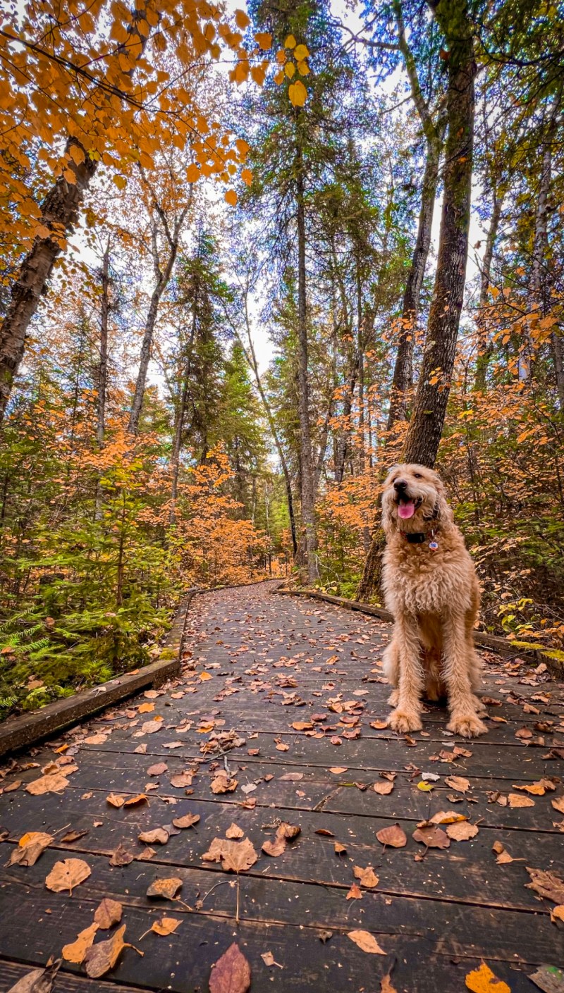 Best Dog-friendly Camping Ontario