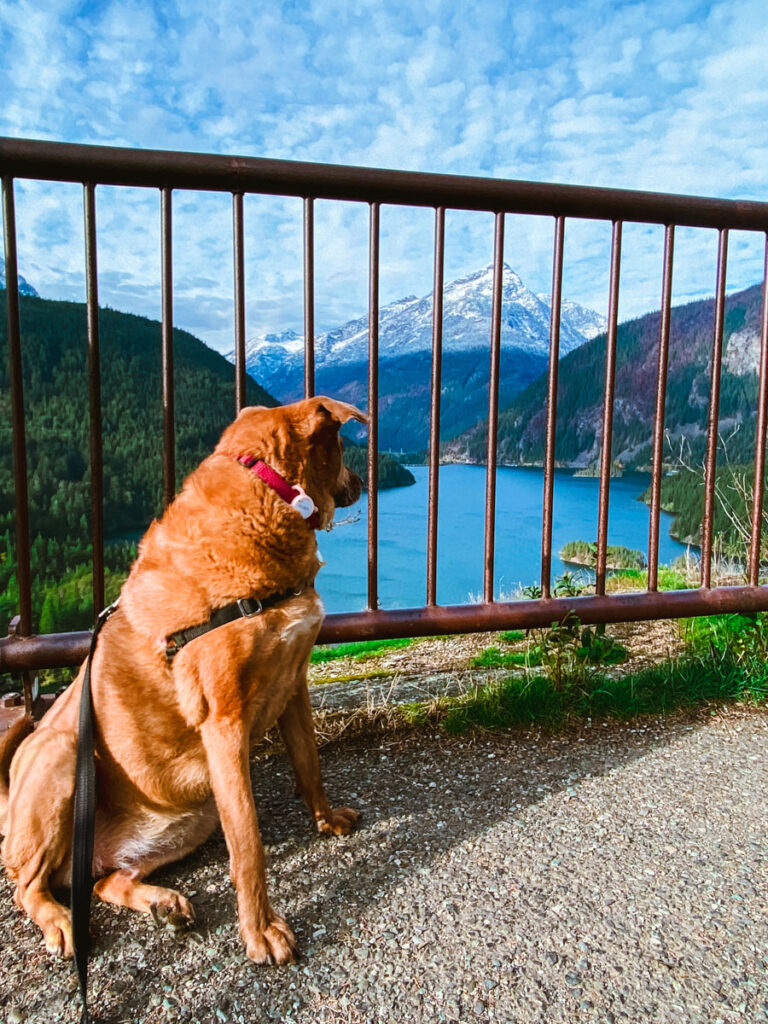 Best Dog Friendly Hikes Washington