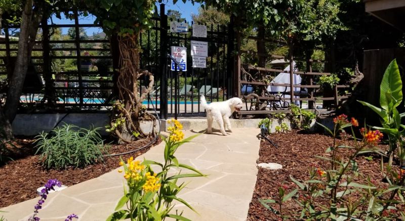 Best Dog Friendly Hotels Carmel By The Sea