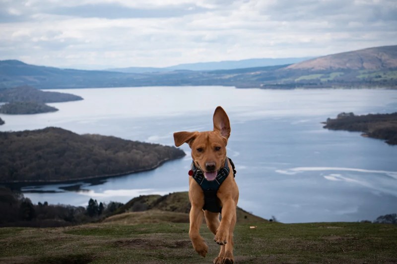 Best Dog Friendly Munros