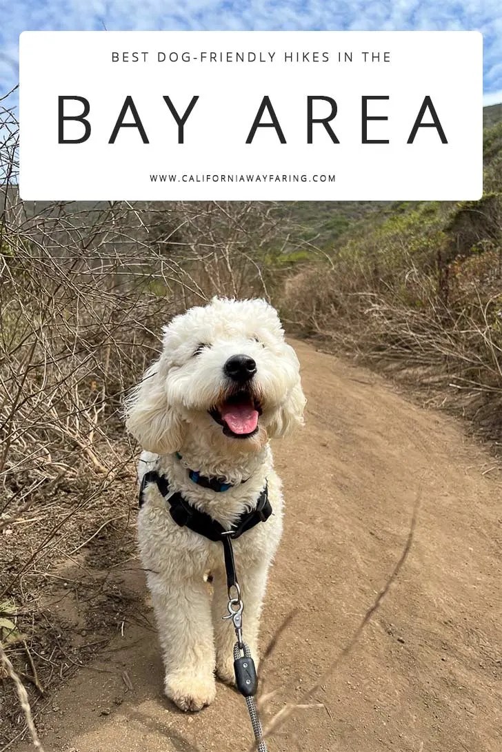 Best Dog Friendly Nature Trails Near Me