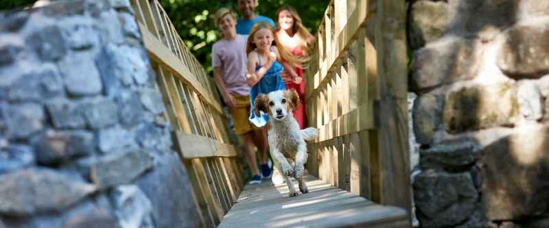 Best Dog-friendly Places To Holiday In Uk