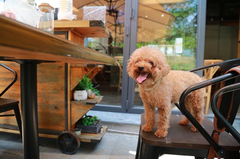 Best Dog Friendly Restaurants Chicago