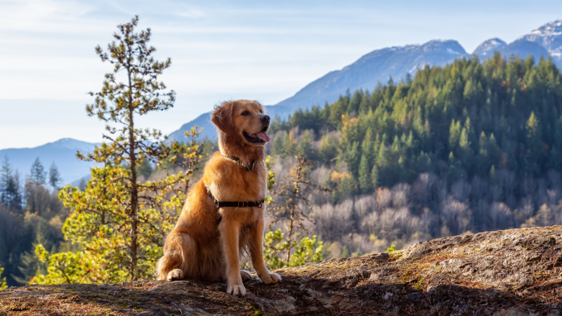 Best Dog Friendly Trails Shenandoah National Park