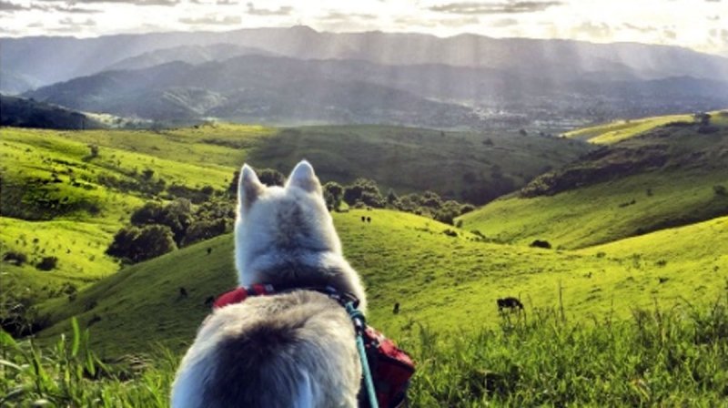 Best Dog Friendly Trails