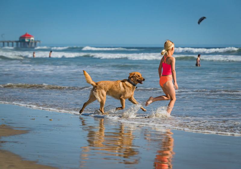 Best Dog Friendly Vacations In California