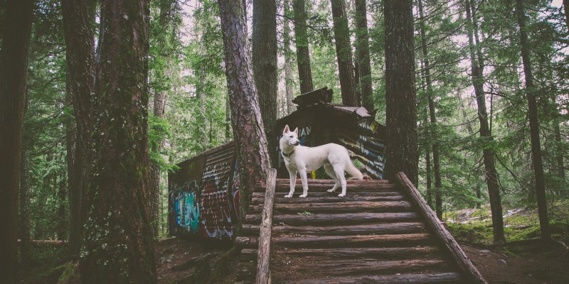 Best Dog Friendly Walking Trails Near Me