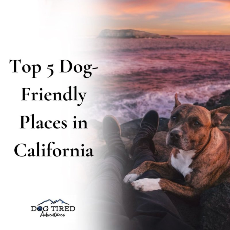 Best Vacations With Dogs In California