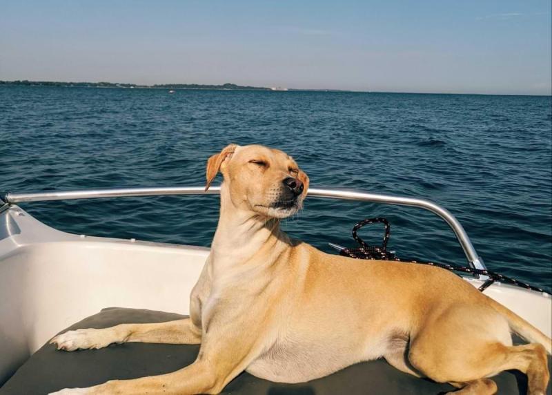 Boat Trips With Dogs Near Me