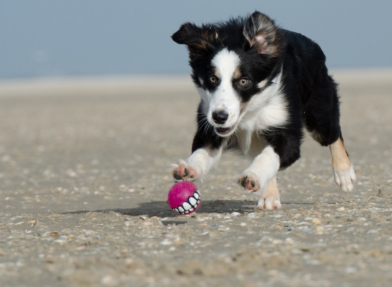 Dog Friendly Vacation Beach