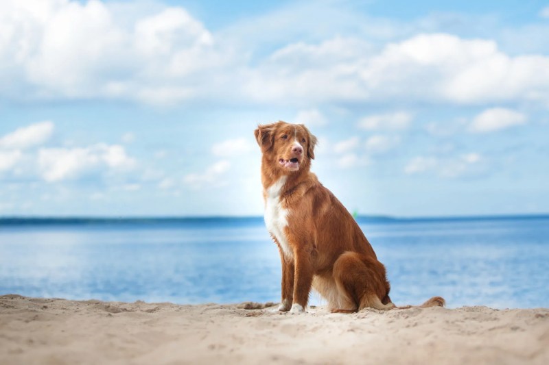 Dog Friendly Vacation Ideas East Coast