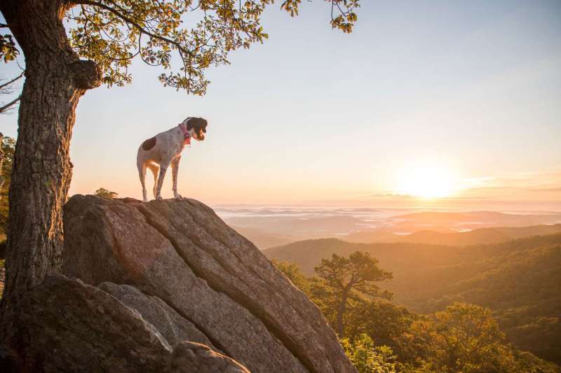 Dog Friendly Vacations In West Virginia