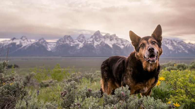 Dog Friendly Vacations Wyoming