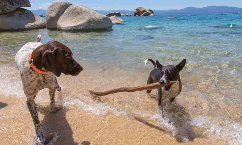 Vacations To Do With Dogs